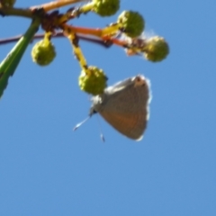 Nacaduba biocellata at Woodanilling, WA - 13 Sep 2019