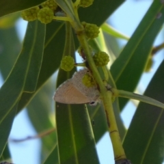 Nacaduba biocellata at Woodanilling, WA - 13 Sep 2019 04:39 PM