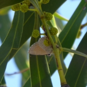 Nacaduba biocellata at Woodanilling, WA - 13 Sep 2019