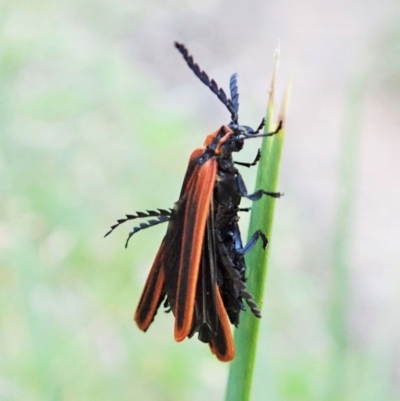 Trichalus sp. (genus) (Net-winged beetle) at Aranda Bushland - 22 Apr 2022 by CathB