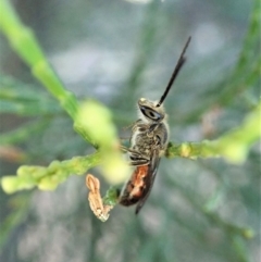 Lasioglossum (Parasphecodes) sp. (genus & subgenus) (Halictid bee) at Aranda Bushland - 22 Apr 2022 by CathB