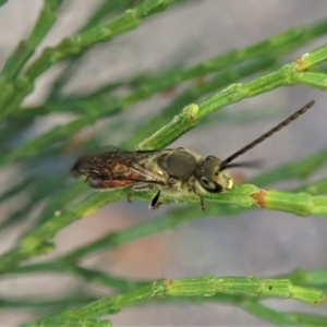 Lasioglossum (Parasphecodes) sp. (genus & subgenus) at Aranda, ACT - 22 Apr 2022 04:39 PM