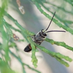 Lasioglossum (Parasphecodes) sp. (genus & subgenus) at Aranda, ACT - 22 Apr 2022 04:39 PM