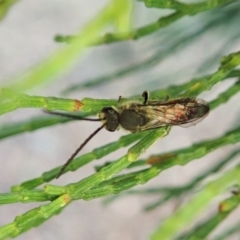 Lasioglossum (Parasphecodes) sp. (genus & subgenus) at Aranda, ACT - 22 Apr 2022