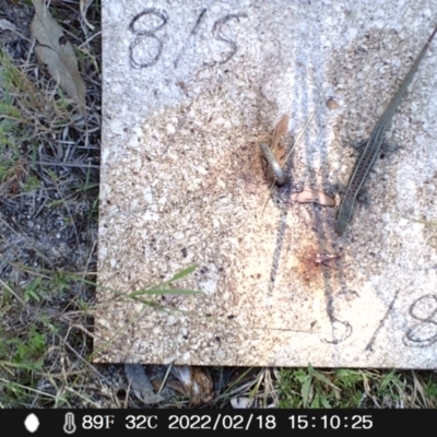 Liopholis whitii (White's Skink) at Gibraltar Pines - 18 Feb 2022 by heatherb1997