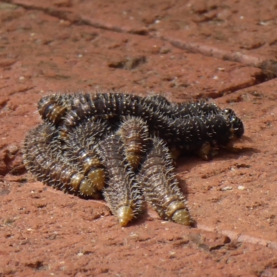 Unverified Sawfly (Hymenoptera, Symphyta) at Porongurup, WA - 15 Sep 2019 by Christine