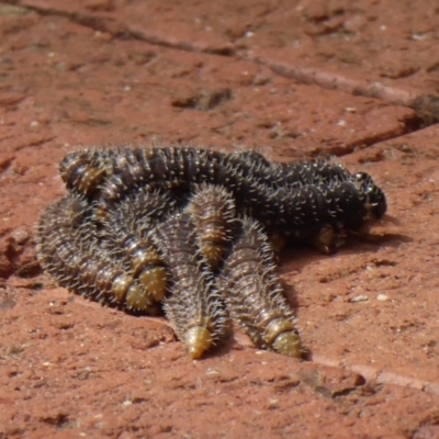 Unidentified Sawfly (Hymenoptera, Symphyta) at Porongurup, WA - 15 Sep 2019 by Christine