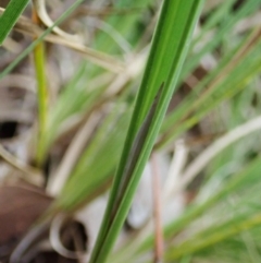 Lyperanthus suaveolens (Brown Beaks) at Aranda Bushland - 18 Apr 2022 by CathB