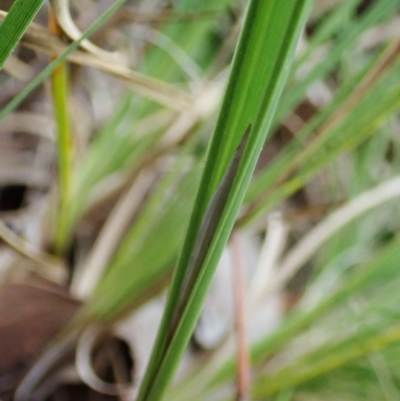 Lyperanthus suaveolens (Brown Beaks) at Aranda Bushland - 18 Apr 2022 by CathB