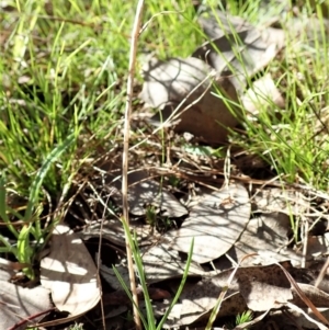 Diuris chryseopsis at Cook, ACT - suppressed