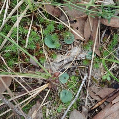 Cyrtostylis reniformis (Common Gnat Orchid) at Aranda Bushland - 15 Apr 2022 by CathB