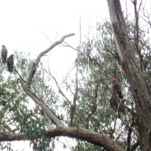 Callocephalon fimbriatum at Aranda, ACT - 15 Apr 2022