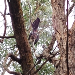 Callocephalon fimbriatum at Aranda, ACT - 15 Apr 2022