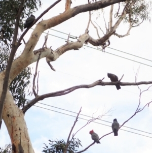 Callocephalon fimbriatum at Aranda, ACT - suppressed