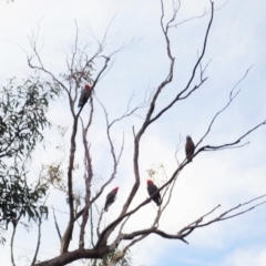 Callocephalon fimbriatum at Aranda, ACT - 15 Apr 2022