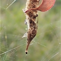 Arachnura higginsi (Scorpion-tailed Spider) at Molonglo Valley, ACT - 18 Apr 2022 by CathB