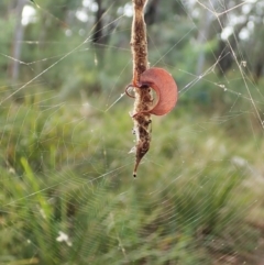 Arachnura higginsi at Molonglo Valley, ACT - 18 Apr 2022
