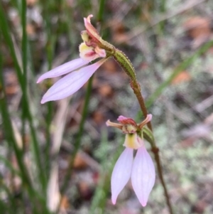 Eriochilus petricola at Vincentia, NSW - 19 Apr 2022