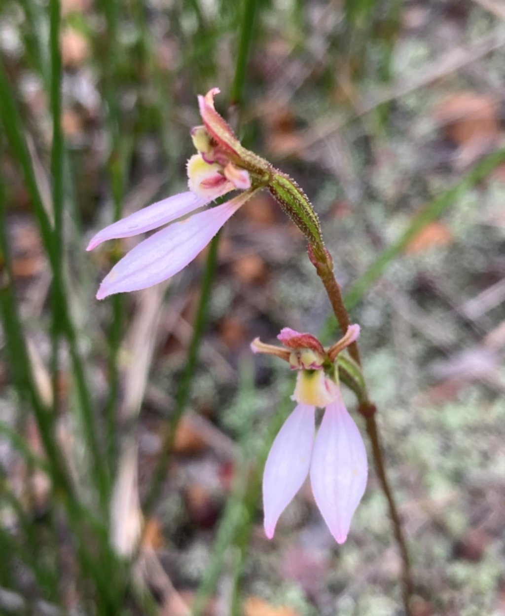 Eriochilus petricola at Vincentia, NSW - 19 Apr 2022