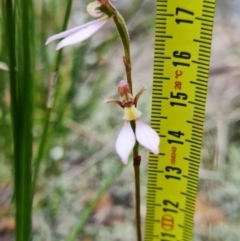 Eriochilus petricola at Vincentia, NSW - 19 Apr 2022