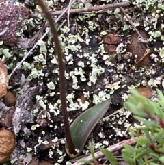Eriochilus petricola at Vincentia, NSW - 19 Apr 2022