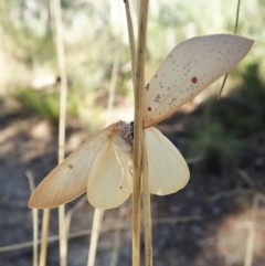 Plesanemma fucata (Lemon Gum Moth) at Aranda, ACT - 14 Apr 2022 by CathB