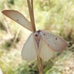 Plesanemma fucata at Aranda, ACT - 14 Apr 2022