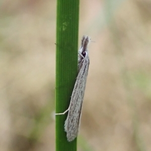 Phryganeutis cinerea at Aranda, ACT - 11 Apr 2022 02:06 PM