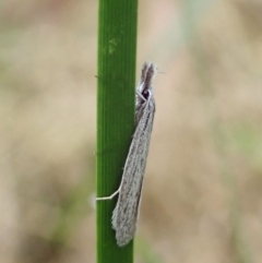 Phryganeutis cinerea (Chezala Group moth) at Aranda Bushland - 11 Apr 2022 by CathB