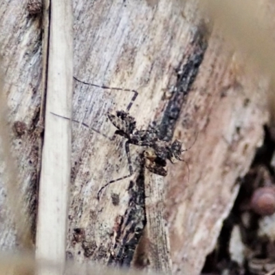 Paraoxypilus tasmaniensis (Black bark mantis or Boxing mantis) at Aranda, ACT - 11 Apr 2022 by CathB