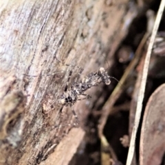 Paraoxypilus tasmaniensis at Aranda, ACT - 11 Apr 2022
