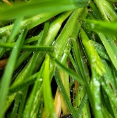 Eleusine indica at Lyneham, ACT - 28 Apr 2022