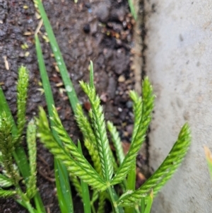 Eleusine indica at Lyneham, ACT - 28 Apr 2022