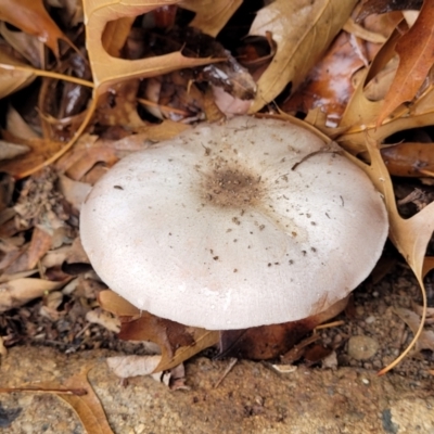 Agaricus sp. (Agaricus) at Lyneham, ACT - 28 Apr 2022 by trevorpreston