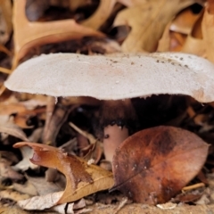 Agaricus sp. at Lyneham, ACT - 28 Apr 2022 12:19 PM