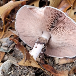 Agaricus sp. at Lyneham, ACT - 28 Apr 2022 12:19 PM