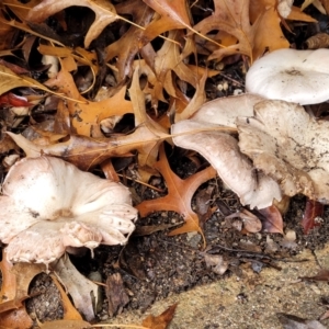 Agaricus sp. at Lyneham, ACT - 28 Apr 2022 12:19 PM