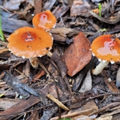 Leratiomyces ceres (Red Woodchip Fungus) at Lyneham, ACT - 28 Apr 2022 by trevorpreston
