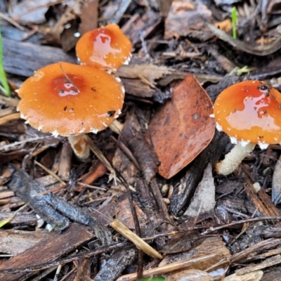 Leratiomcyes ceres (Red Woodchip Fungus) at Sullivans Creek, Lyneham South - 28 Apr 2022 by trevorpreston