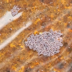 Hypogastrura sp. (genus) (A Springtail) at Lyneham, ACT - 28 Apr 2022 by trevorpreston