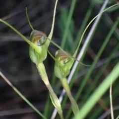 Pterostylis pedoglossa (Prawn Greenhood) at Vincentia, NSW - 19 Apr 2022 by AnneG1