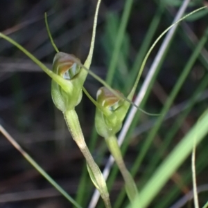 Pterostylis pedoglossa at Vincentia, NSW - suppressed