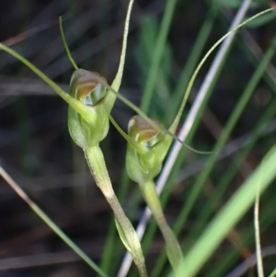 Pterostylis pedoglossa (Prawn Greenhood) at Vincentia, NSW - 20 Apr 2022 by AnneG1