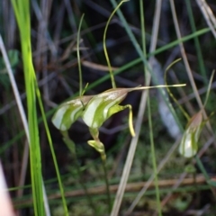 Pterostylis pedoglossa at Vincentia, NSW - suppressed