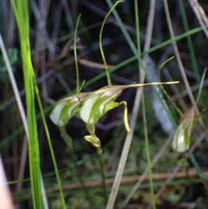 Pterostylis pedoglossa at Vincentia, NSW - suppressed