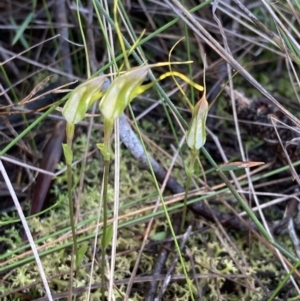 Pterostylis pedoglossa at Vincentia, NSW - suppressed