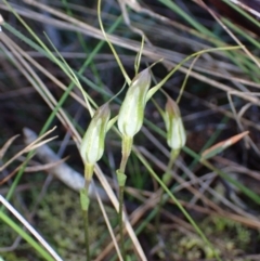 Pterostylis pedoglossa at Vincentia, NSW - suppressed