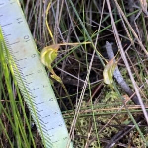 Pterostylis pedoglossa at Vincentia, NSW - suppressed