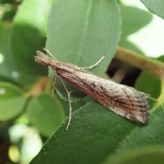 Hednota crypsichroa (A Crambid moth) at Cook, ACT - 10 Mar 2022 by CathB