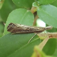 Hednota crypsichroa at Cook, ACT - 10 Mar 2022